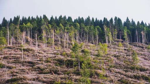 Deforestation affecting climate change