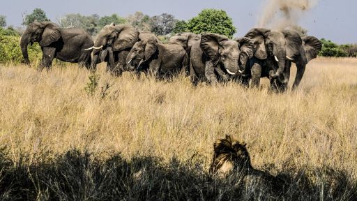 Okavango: River of Dreams - Episode 2: Limbo -- Elephants Mourn A Killed Buffalo