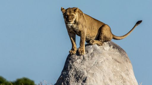 Okavango: River of Dreams - Episode 3: Inferno -- Lions Take Down Warthogs