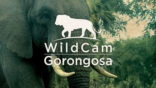 Wild Cam Gorongosa