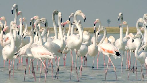 Okavango: River of Dreams - Episode 3: Inferno -- Flamingos Feed After the Rains