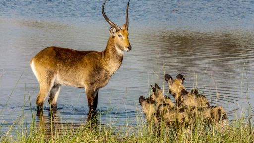 Okavango: River of Dreams - Episode 2: Limbo -- The Rarest Antelope in the World