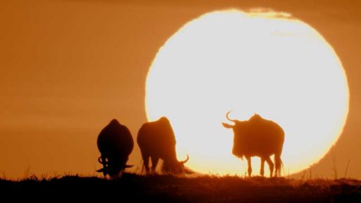 Serengeti Wildebeest