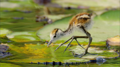 Jacana chick