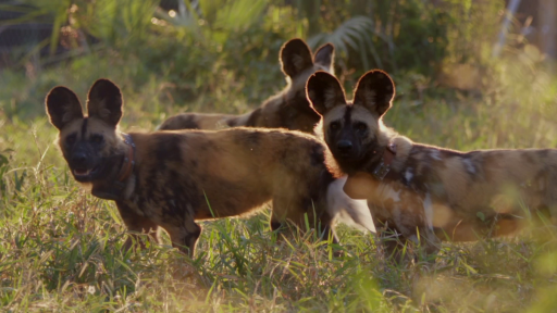 Wild Dogs