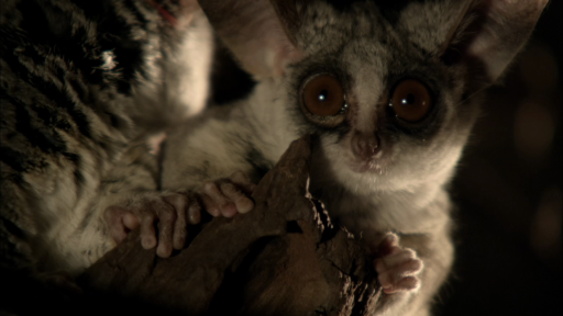 Lesser Galago