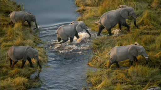 Elephants in the Okavango