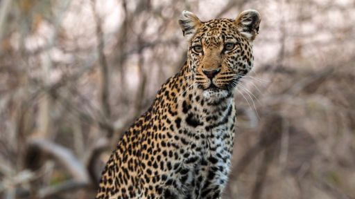 Okavango: River of Dreams - Episode 3: Inferno -- Mama Leopard Uses Sausage Tree to Hunt