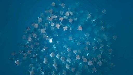 The North | Spy in The Wild 2 -- Mobula Rays "Vortex Feeding" Caught on Camera