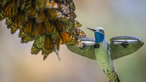 The North | Spy in The Wild 2 -- Watch a Breathtaking Monarch Butterfly Swarm