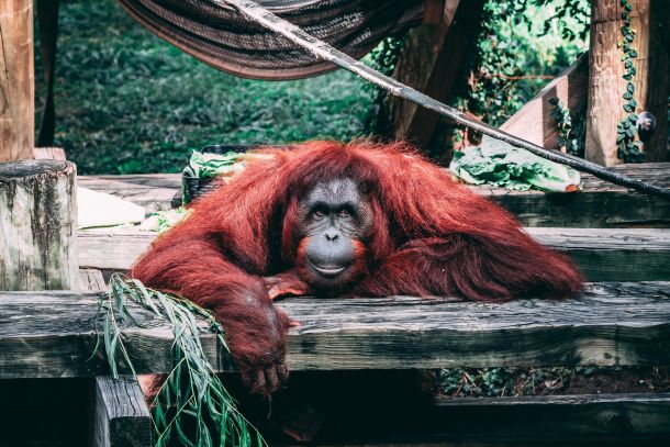 Orangutan