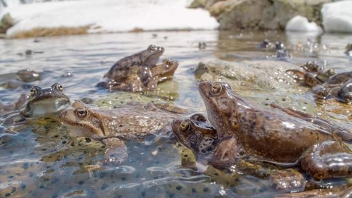 The High Life | The Alps -- Annual Alpine Frog Orgy