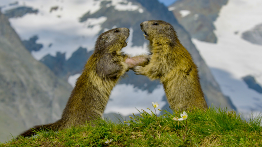 The High Life | The Alps -- Marmot Family vs. Deadly Eagle