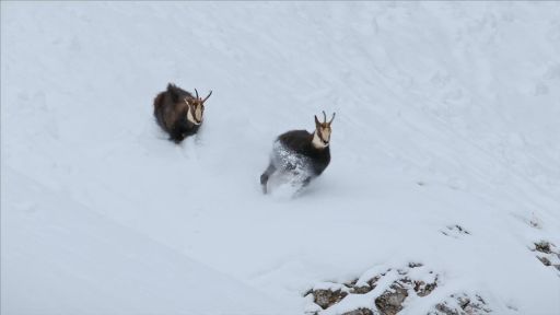 Winter's Fortress | The Alps -- Rival Bucks Fight Over Mate