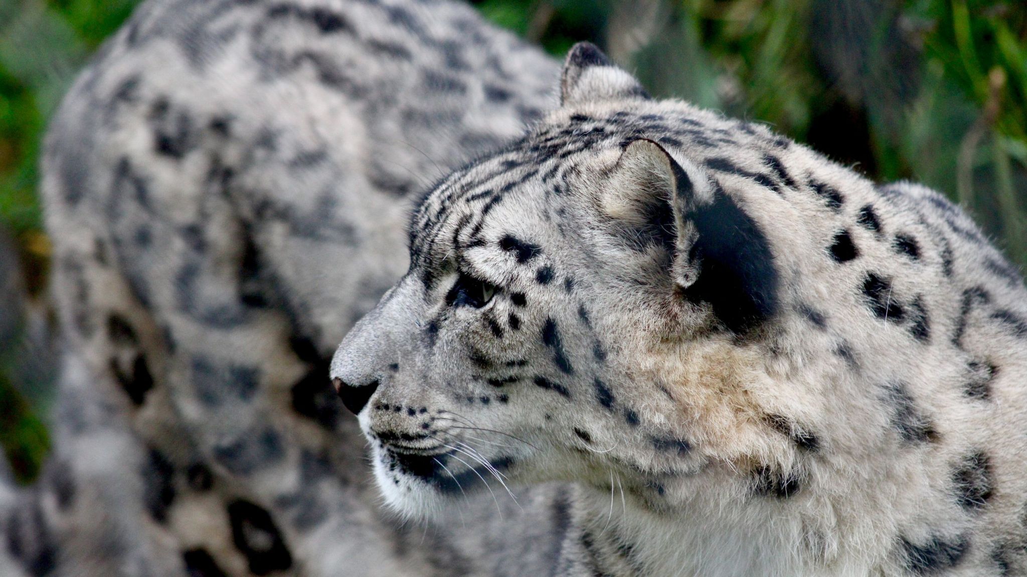 Snow Leopard Fact Sheet | Blog | Nature | PBS