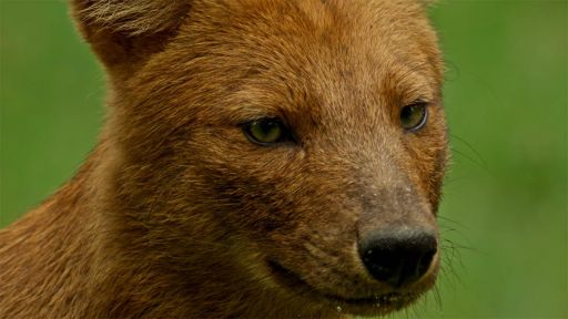 Meet the Family | Dogs in the Wild -- Dhole Pack Coordinates Attack on Deer