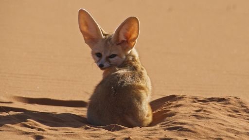 Meet the Family | Dogs in the Wild -- Meet the World's Smallest Wild Dog