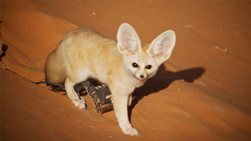 Meet the Family | Dogs in the Wild -- Discovering the Smallest Wild Dog in the Vast Sahara