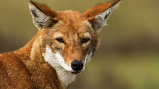 Secrets of Success | Dogs in the Wild -- Ethiopian Wolf Vs. Mole Rat