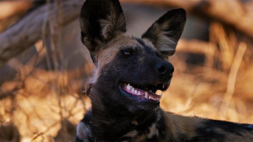 Defending Wild Dogs | Dogs in the Wild -- How Wild Dogs Recover from 'Broken Hearts'