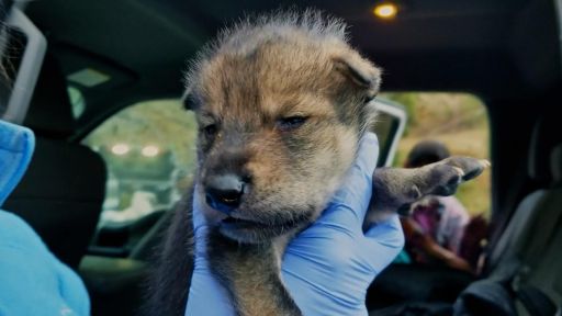 Defending Wild Dogs | Dogs in the Wild -- These Wolf Puppies Could Save Their Species