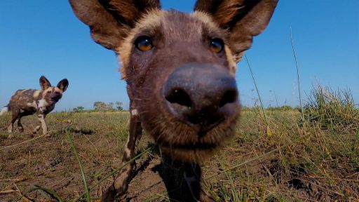 Secrets of Success | Dogs in the Wild -- Attempting to Film African Wild Dogs in the Flooded Okavango