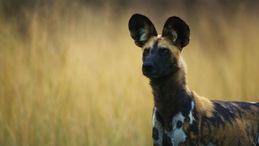 Secrets of Success | Dogs in the Wild -- African Wild Dogs Vote with Sneezes