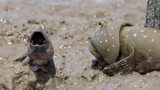 Deep Feelings | Spy in the Ocean -- Mudskipper Jumping Contest For Mate