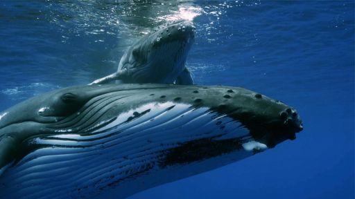 Deep Trouble | Spy in the Ocean -- Mother Humpback Protects Calf From Males