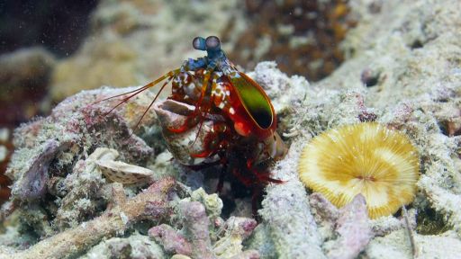 Deep Trouble | Spy in the Ocean -- This Creature Packs the Most Powerful Punch in the World