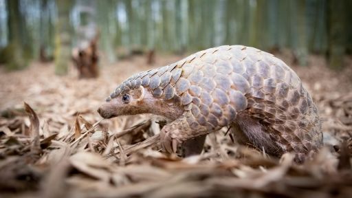 Survival | Big Little Journeys -- How Pangolins Mate (in Suits of Armor)