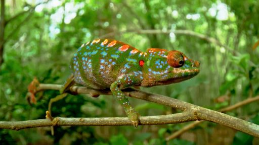 Bloodlines | Big Little Journeys -- Filming The Life of a Matchstick-Sized Chameleon