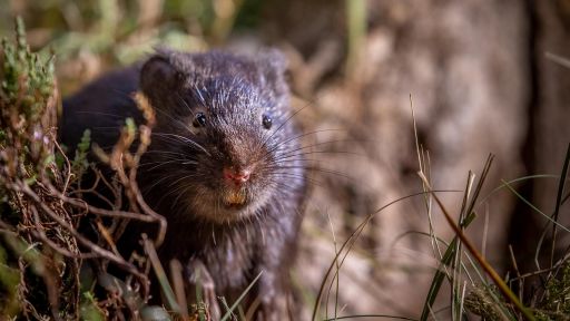 Bloodlines | Big Little Journeys -- Water Vole's Risky Swim