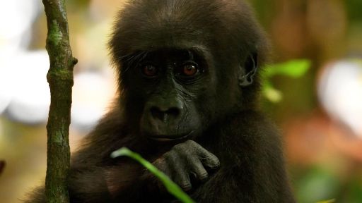 Gorilla -- Baby Gorilla Ventures Out