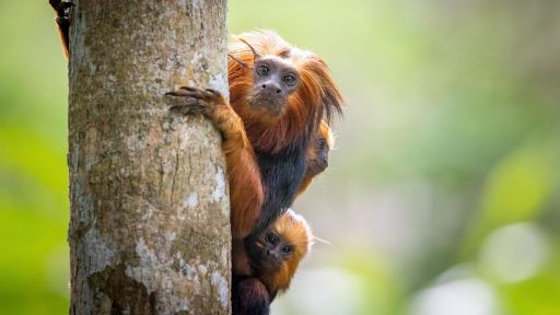 Survival | Big Little Journeys -- Lion Tamarin Family vs. Harpy Eagle