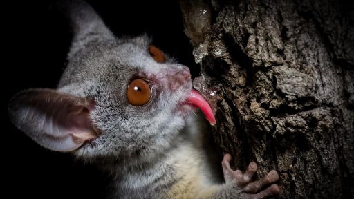 Home | Big Little Journeys -- How Nocturnal Bush Babies Survive at Night