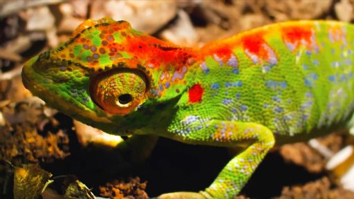 Bloodlines | Big Little Journeys -- Female Chameleon Erupts with Color Before Death