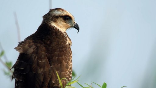 Extreme Lives | Raptors: A Fistful of Daggers -- This Bird Is Evolving Right in Front of Us