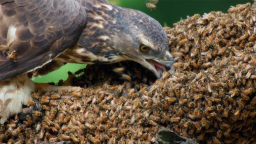 Extreme Lives | Raptors: A Fistful of Daggers -- Honey Buzzards Feast on Deadly Hornets