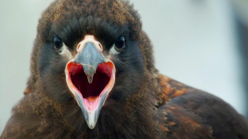 Extreme Lives | Raptors: A Fistful of Daggers -- Why Young Caracaras Form Gangs