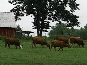 cows