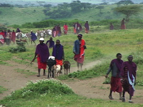 Maasai tribe