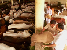 post02-india-sacred-cows