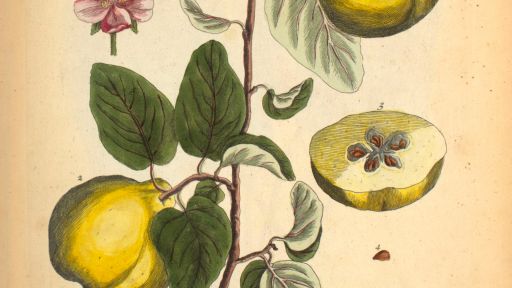 quince illustration