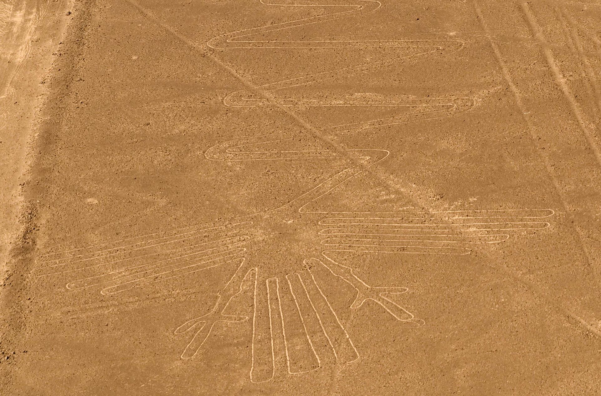 Nazca Lines (bird)