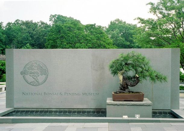 A Ponderosa Pine, given to the museum in 1980 to commemorate the 75th Anniversary of the U.S. Forest Service, is seen in front of the National Arboretum’s entrance. Photo by Flickr user Grufnik.