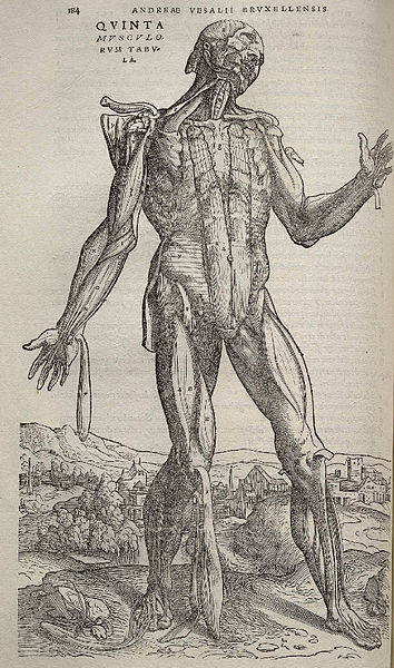 Image from Andreas Vesalius's ''De humani corporis fabrica'' (1543), page 184. 