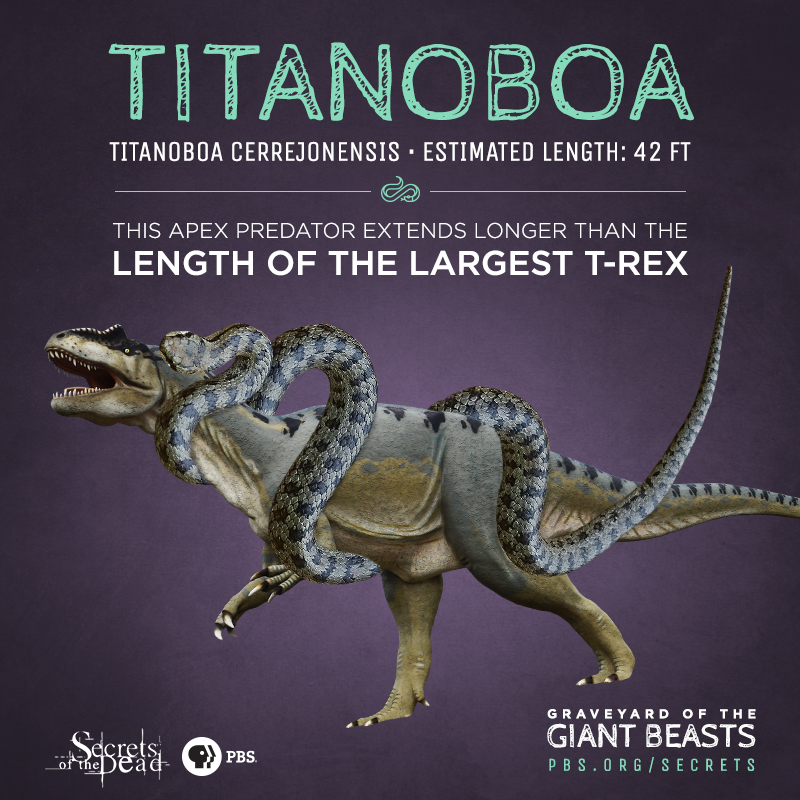 SOTD-Giant-Beasts-Info-Titanoboa