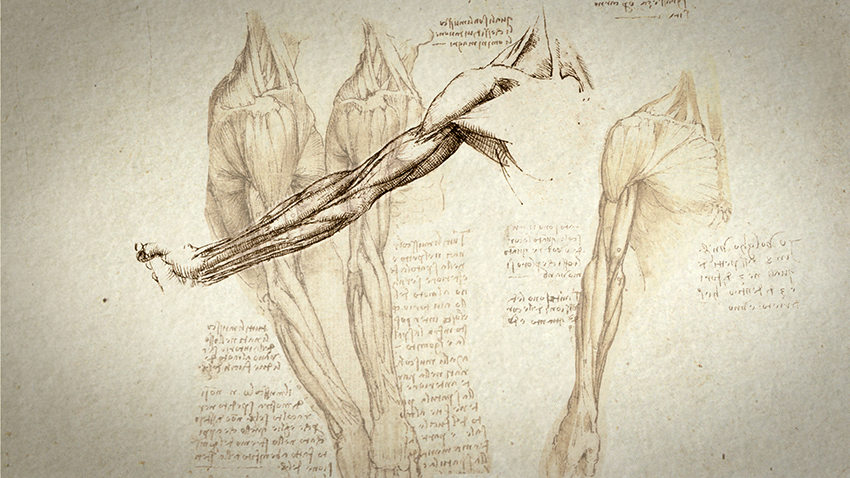 Leonardo da Vinci’s anatomical drawing. Credit: Courtesy of GA&A Productions