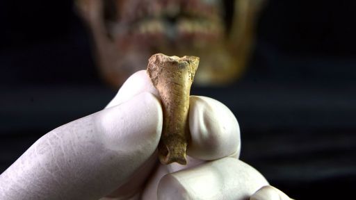 Eagle bone from Cova Foradada showing cut marks. (Antonio Rodríguez-Hidalgo) via @SmithsonianMag